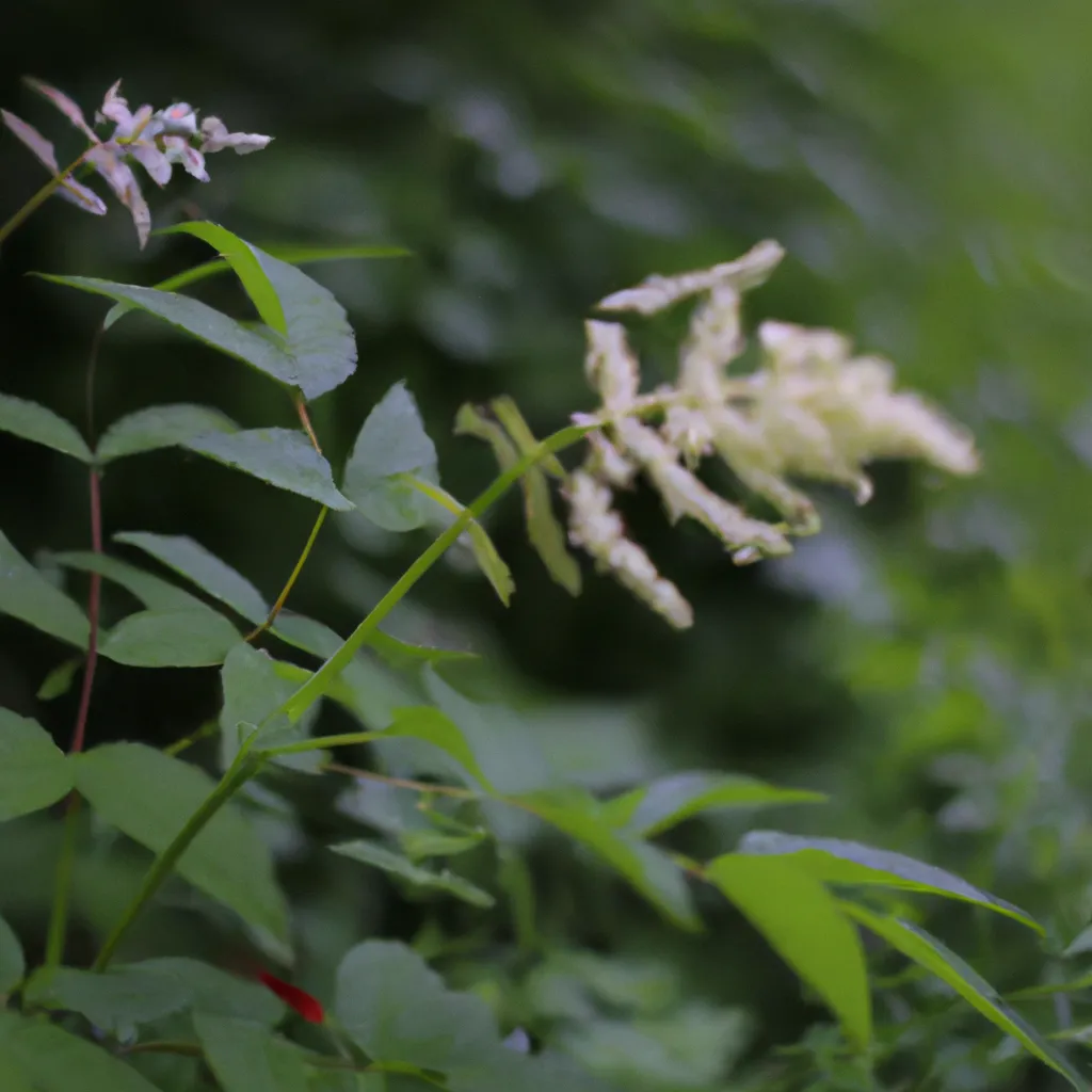 Fotos Aruncus dioicus Fotos Aruncus dioicus
