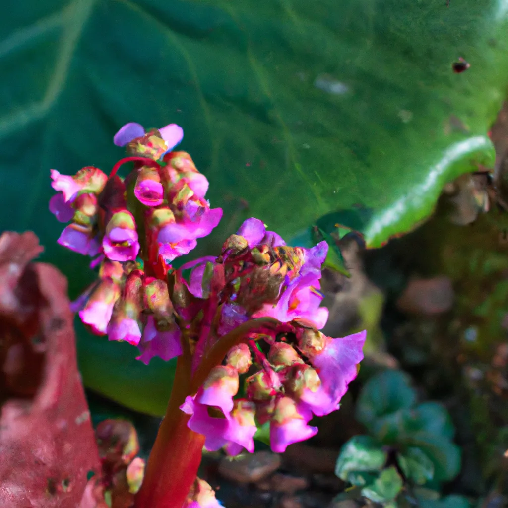 Fotos Bergenia cordifolia Fotos Bergenia cordifolia