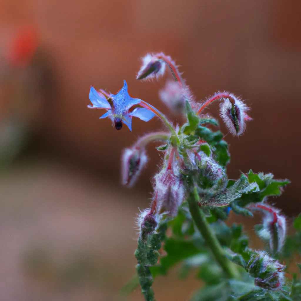 Fotos Borago officinalis