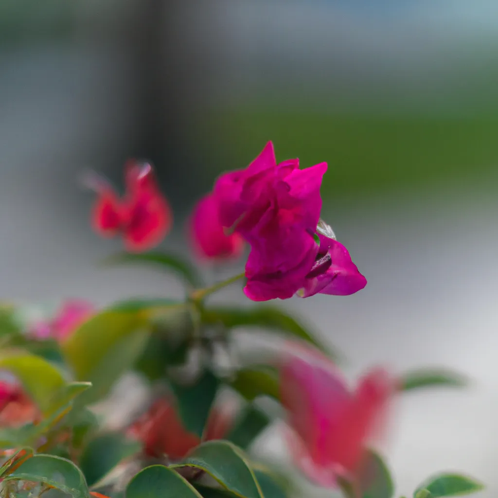 Fotos Bougainvillea glabra