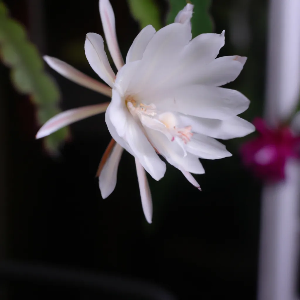 Fotos Epiphyllum phyllanthus