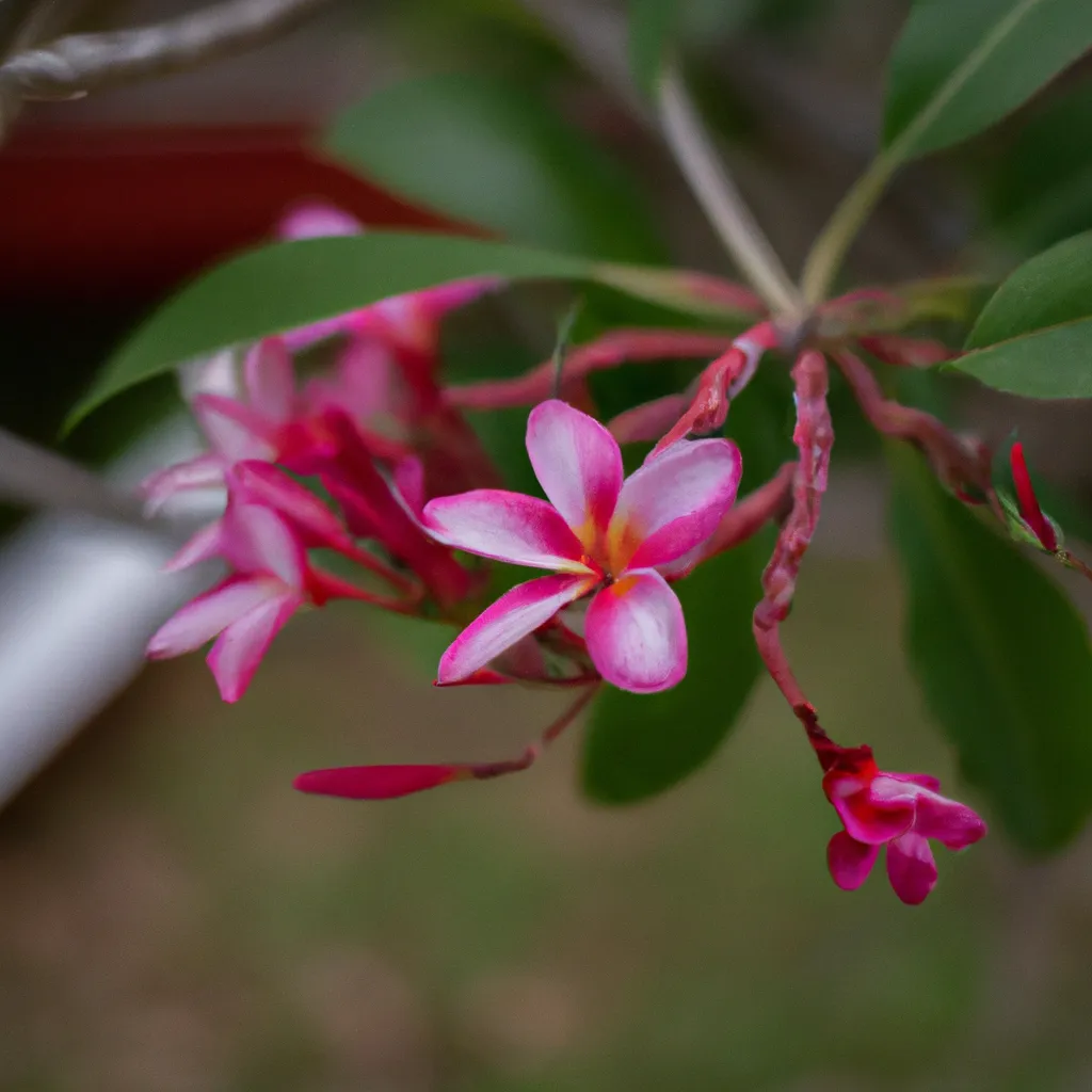Fotos Flores de Mocambique