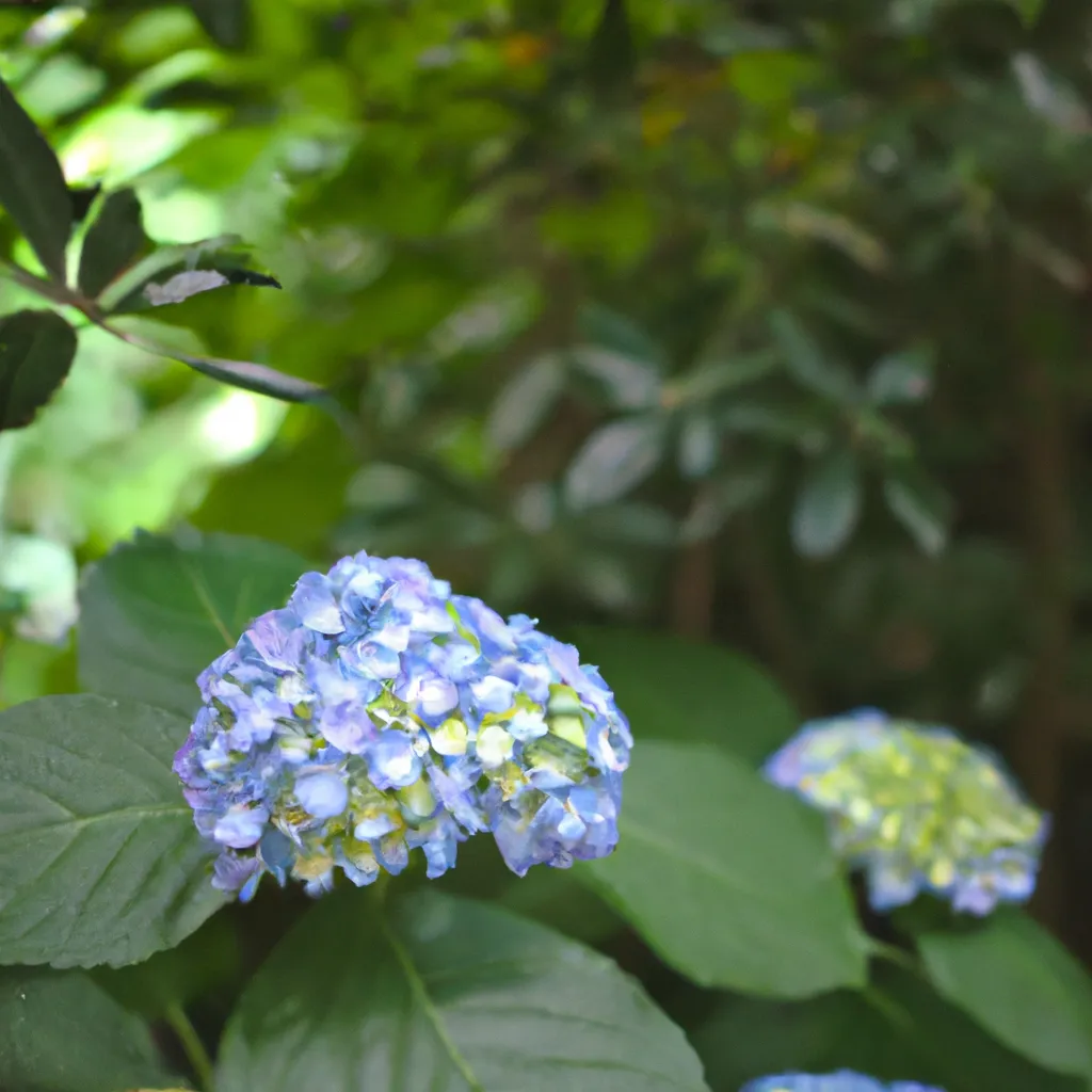 Fotos Hydrangea macrophylla