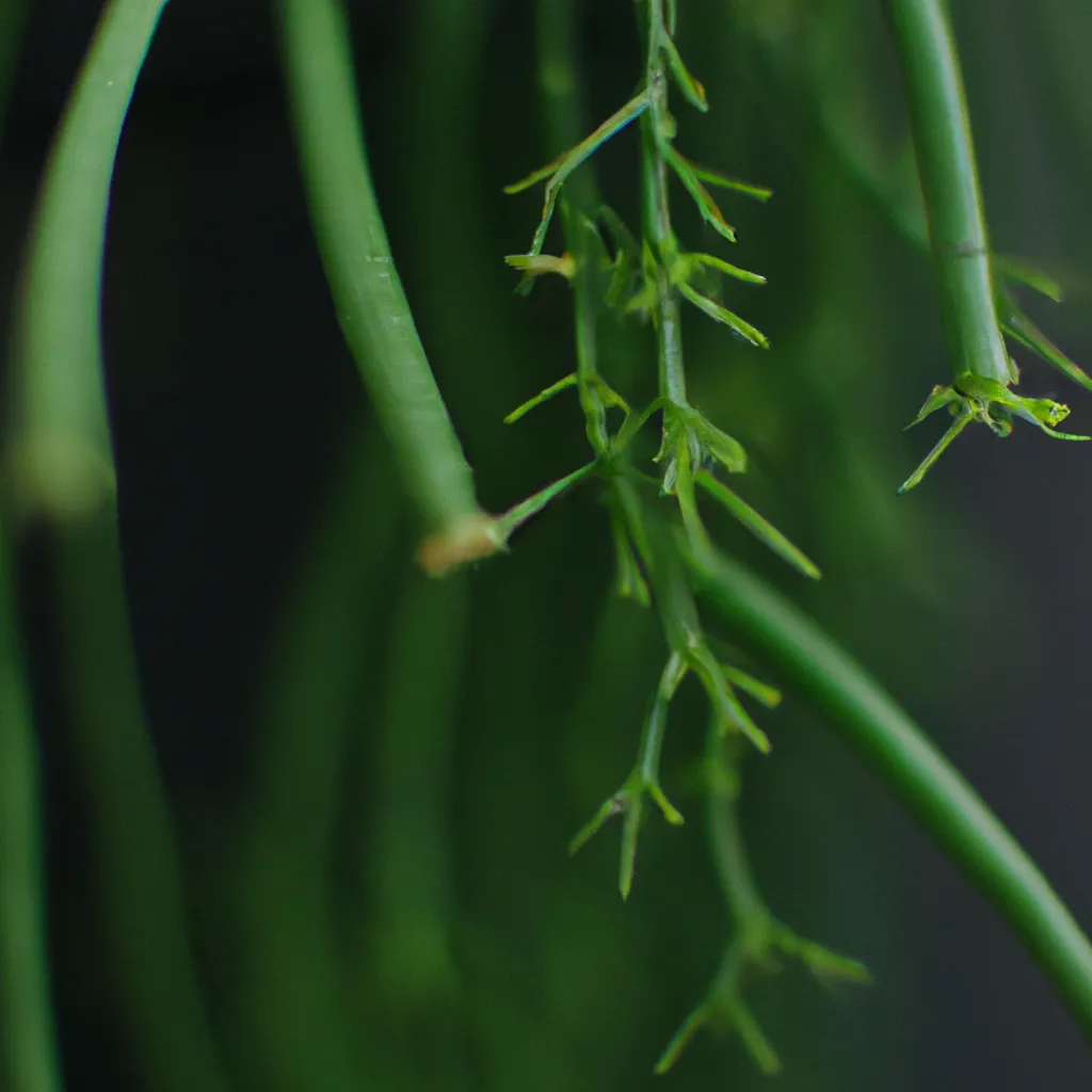 Fotos Rhipsalis baccifera Fotos Rhipsalis baccifera