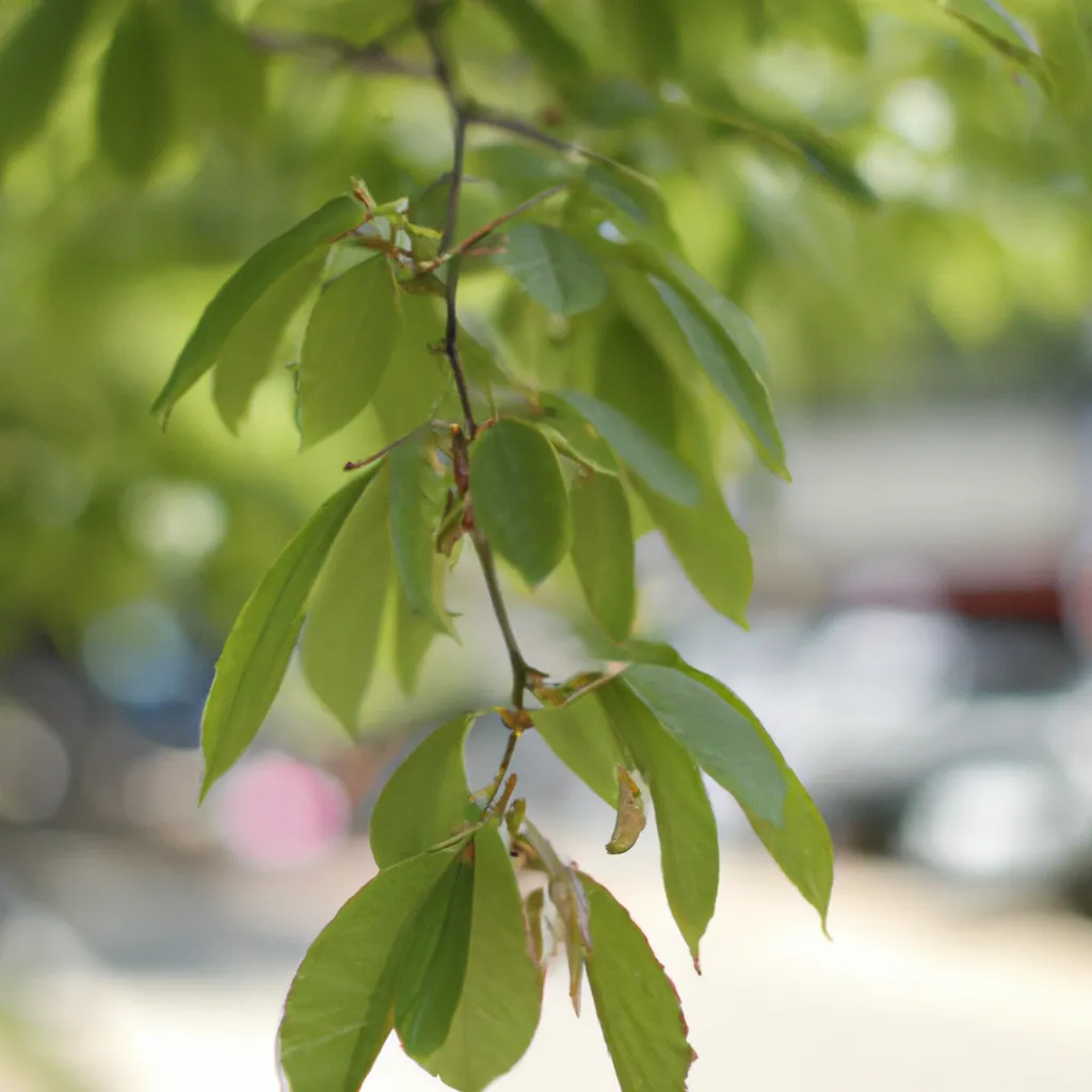 Fotos Zelkova carpinifolia
