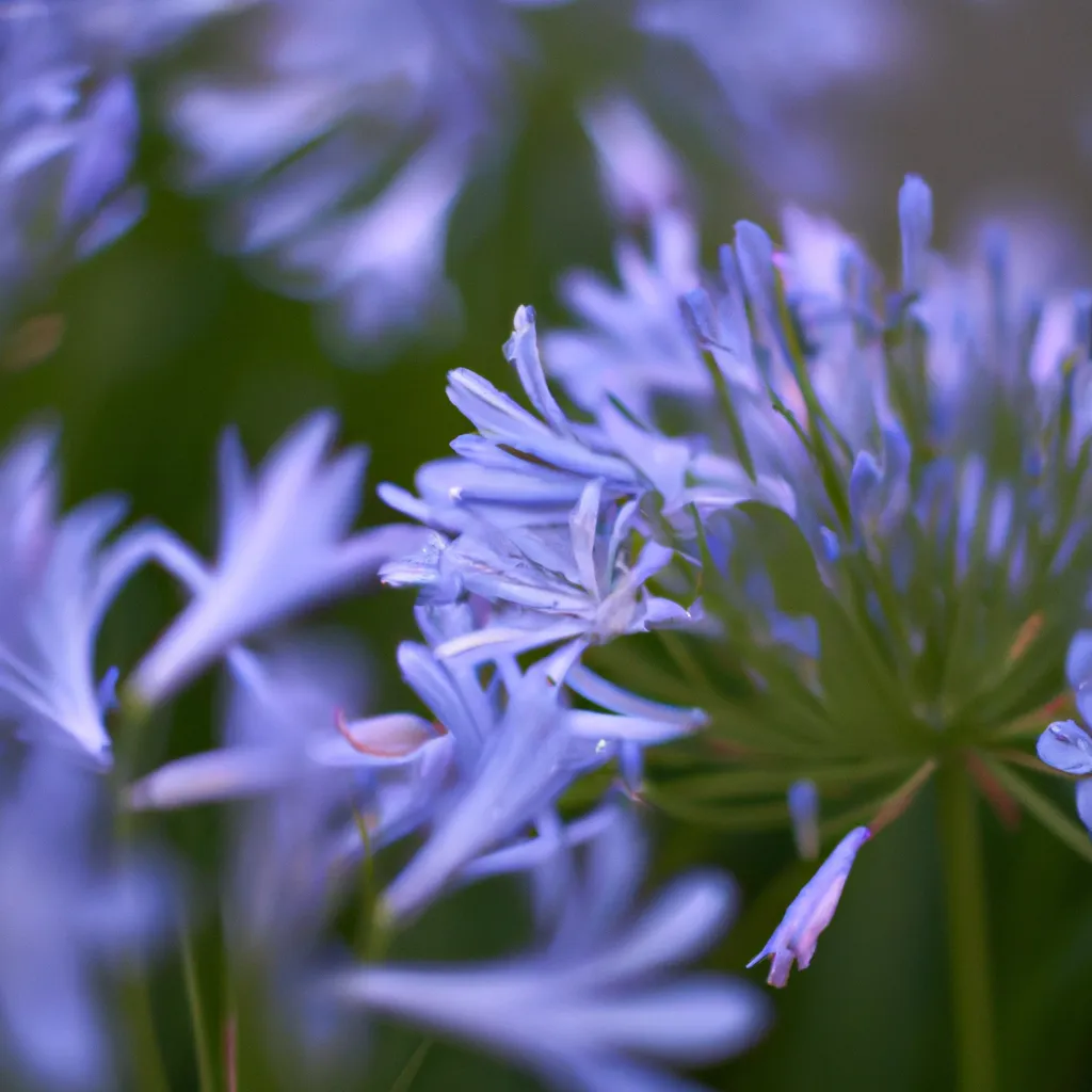 Fotos agapanthus africanus