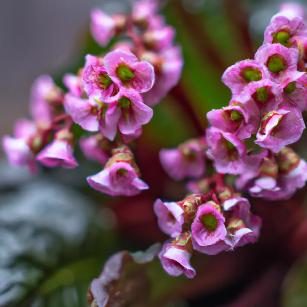 Ideias Bergenia cordifolia Ideias Bergenia cordifolia