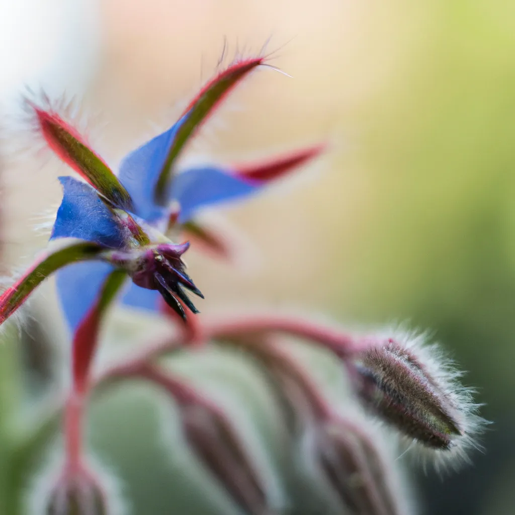 Ideias Borago officinalis