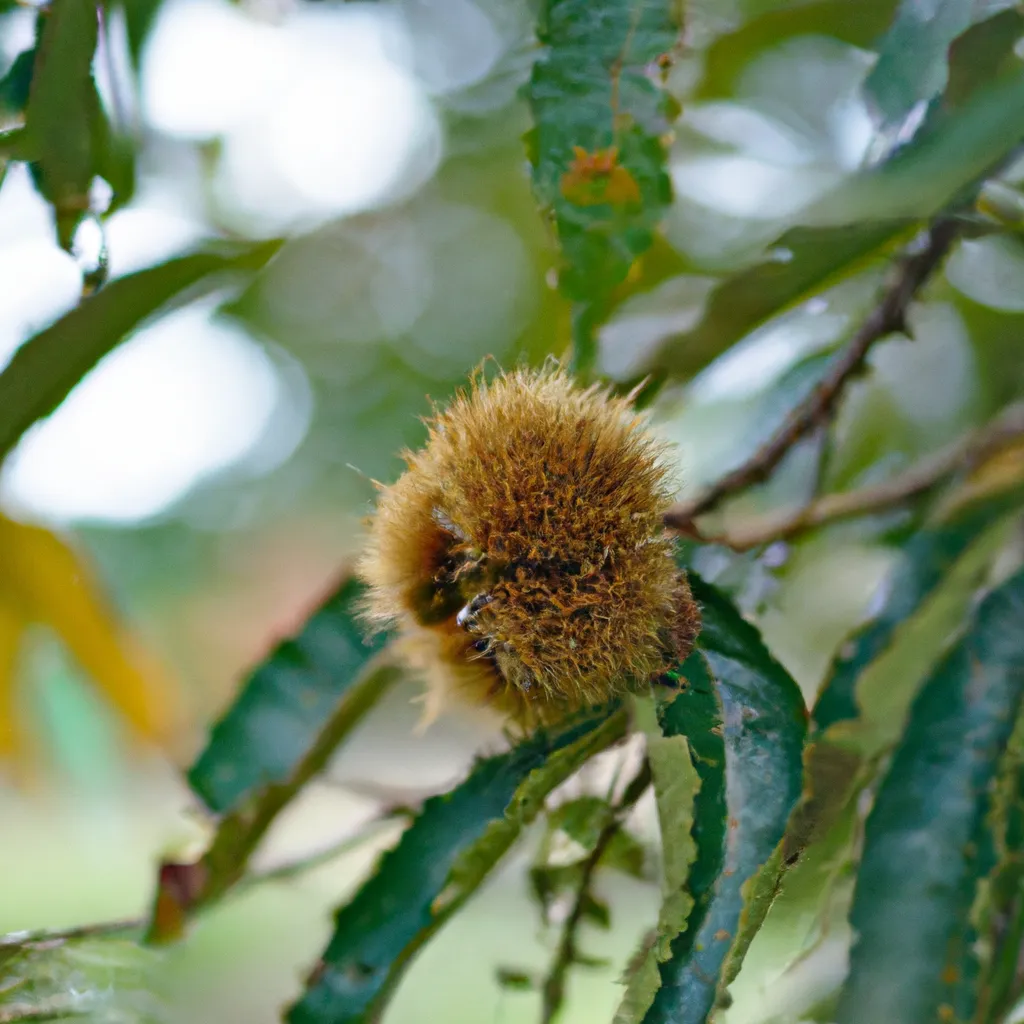 Ideias Castanea dentata