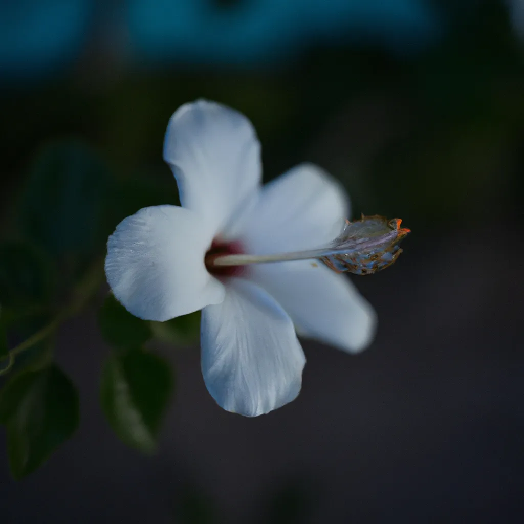 Ideias Flores da Albania Ideias Flores da Albania