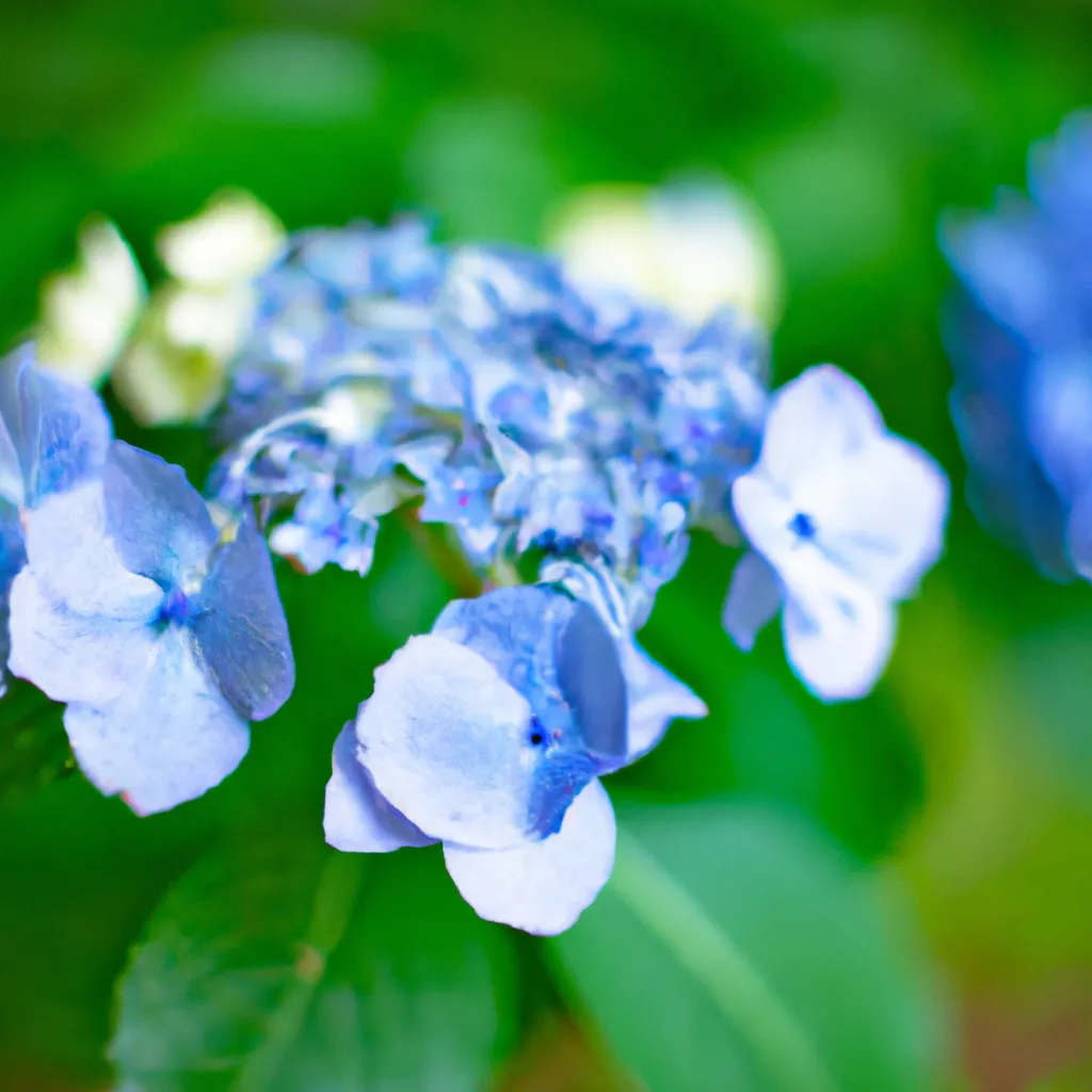 Ideias Hydrangea macrophylla