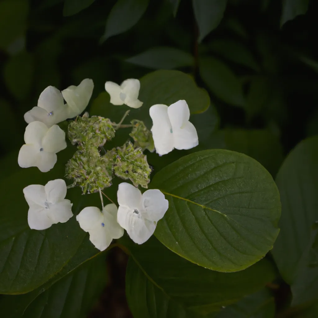 Ideias Hydrangea quercifolia Ideias Hydrangea quercifolia