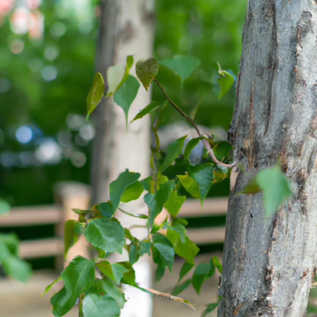 Ideias Populus tremuloides