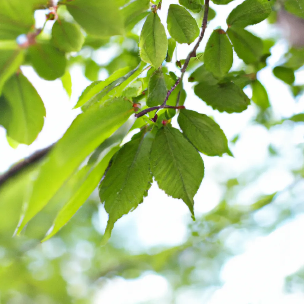Ideias Zelkova carpinifolia