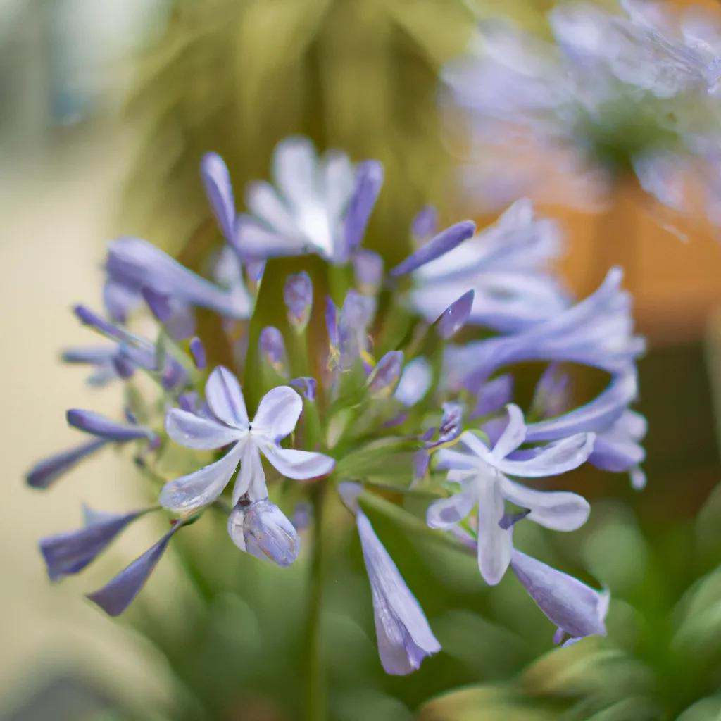 Ideias agapanthus africanus