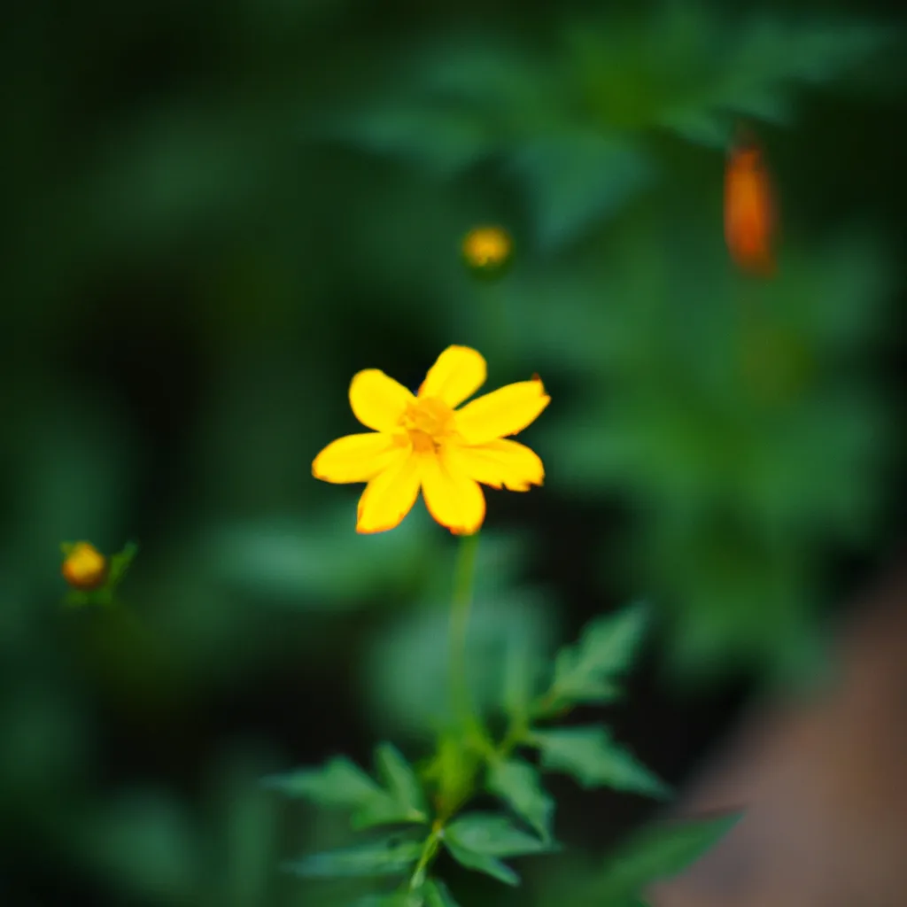 Imagens Bidens ferulifolia