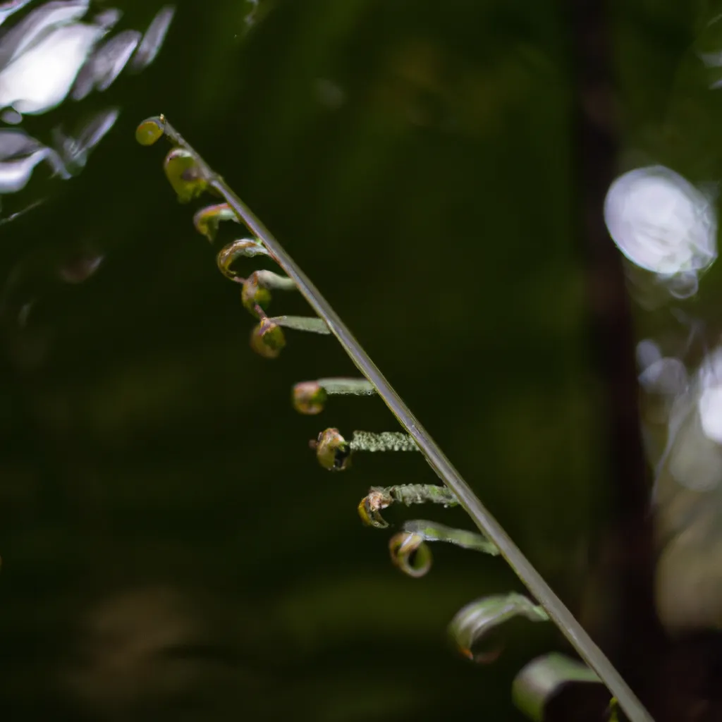 Imagens Blechnum spicant