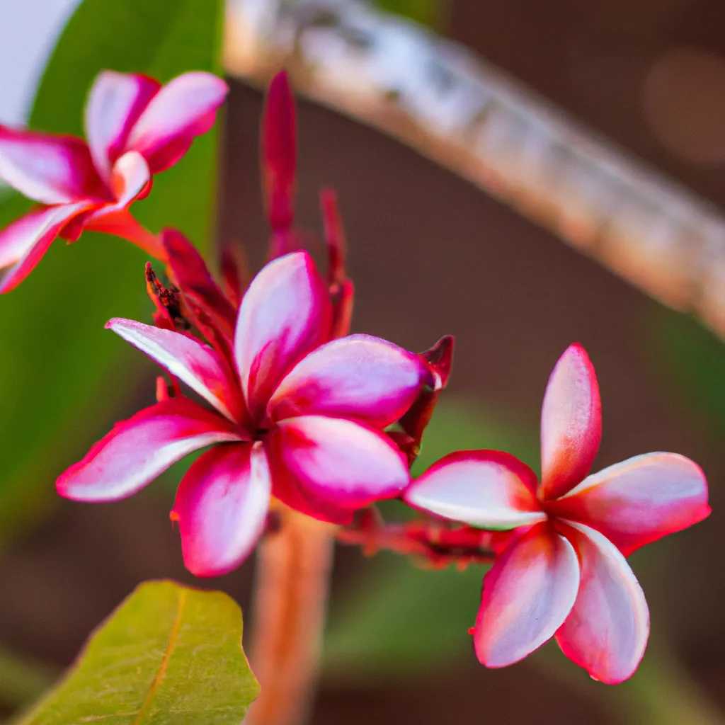 Imagens Flores de Mocambique
