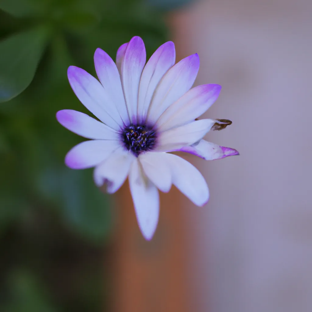 Imagens Flores do Marrocos Imagens Flores do Marrocos