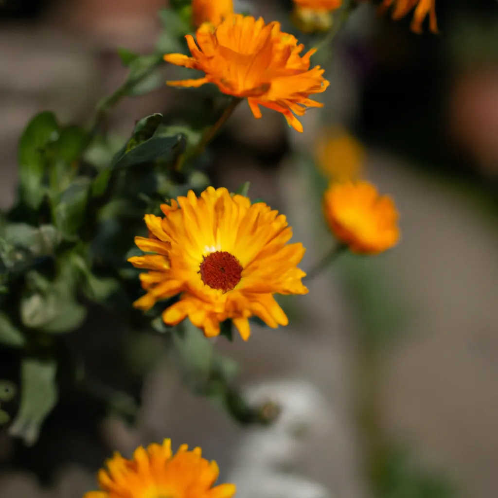 Imagens Flores do Nepal