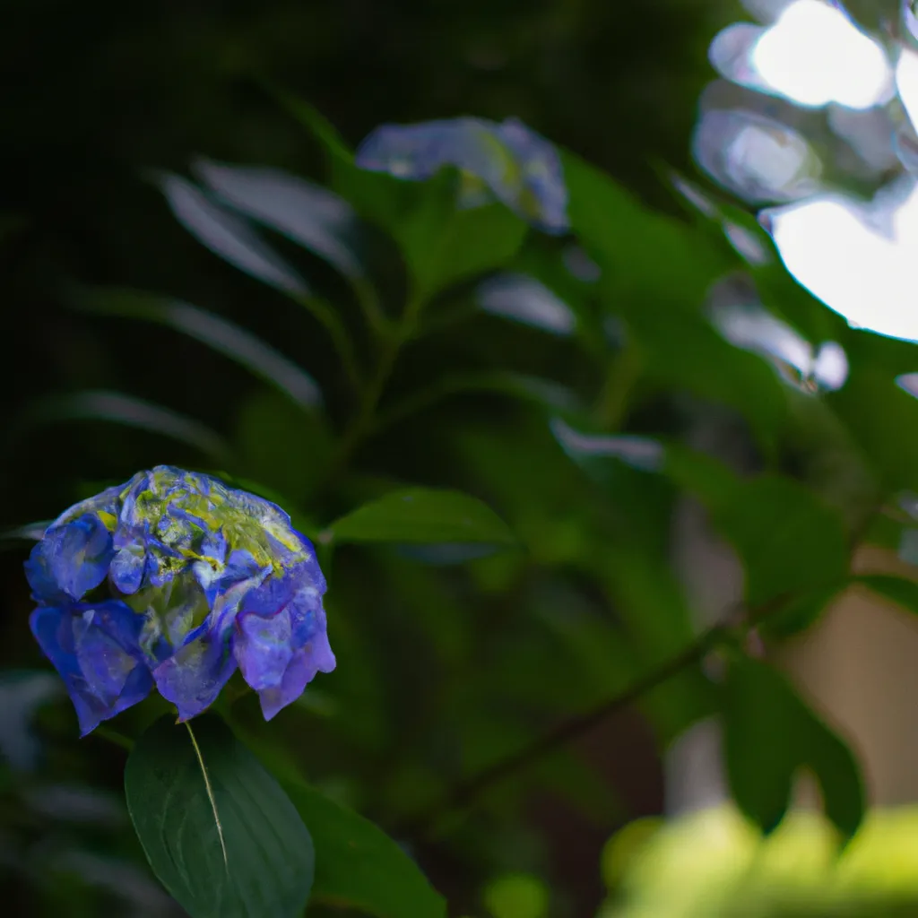 Imagens Hydrangea macrophylla