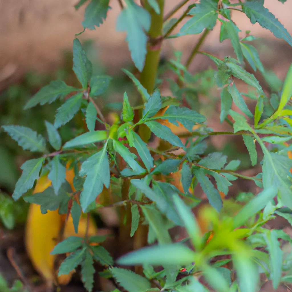 Imagens Plantas com propriedades terapeuticas ancestrais Imagens Plantas com propriedades terapeuticas ancestrais
