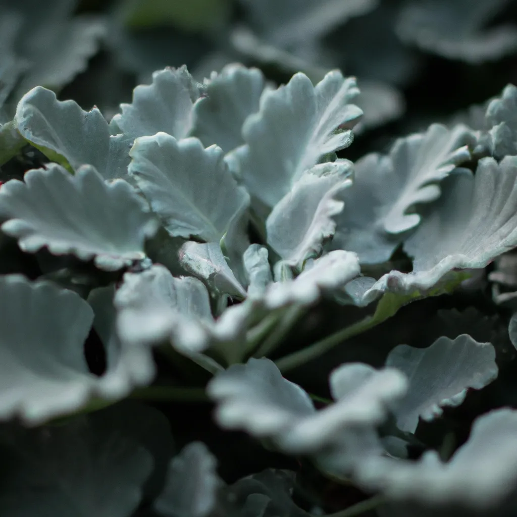 Imagens Senecio scaposus
