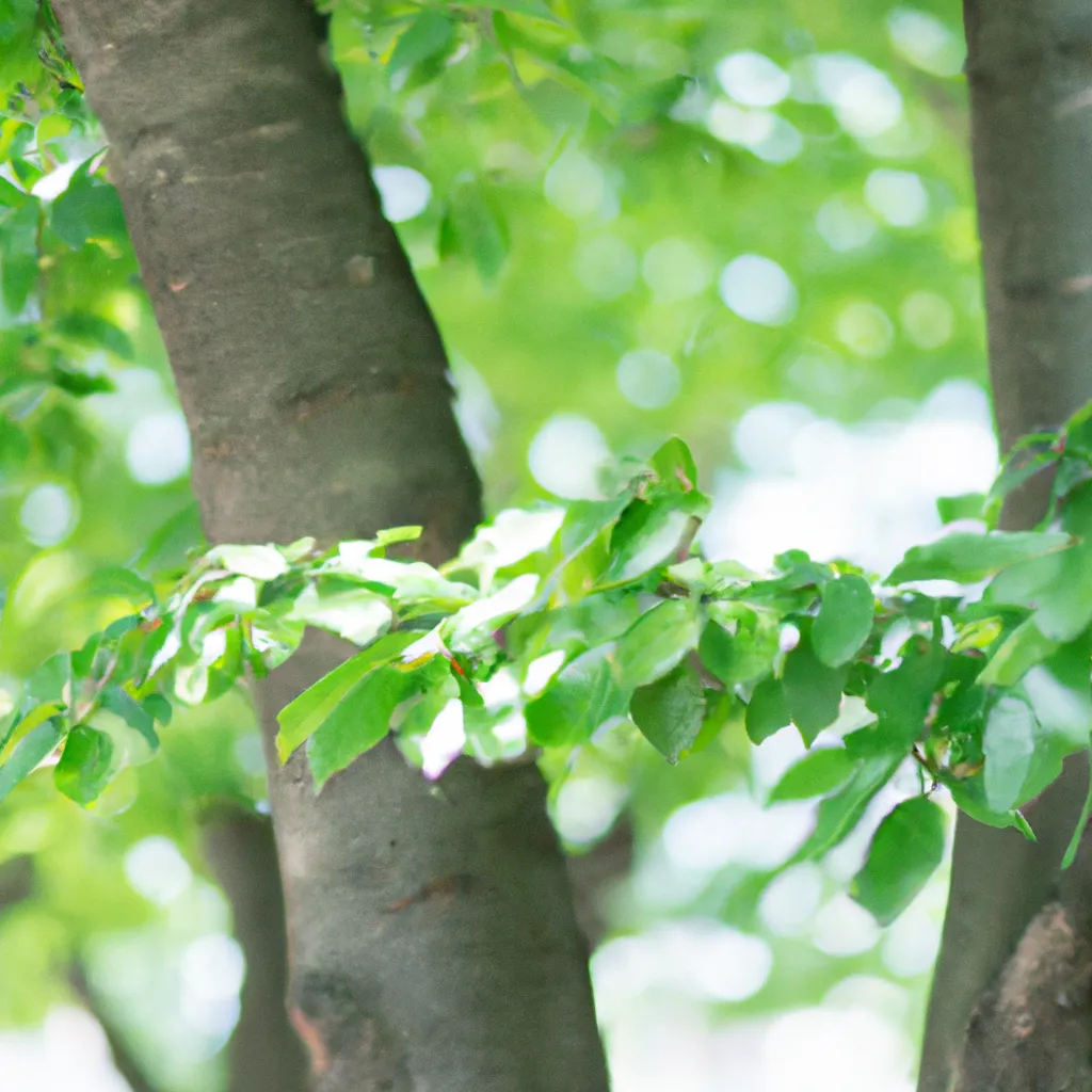 Imagens Zelkova carpinifolia