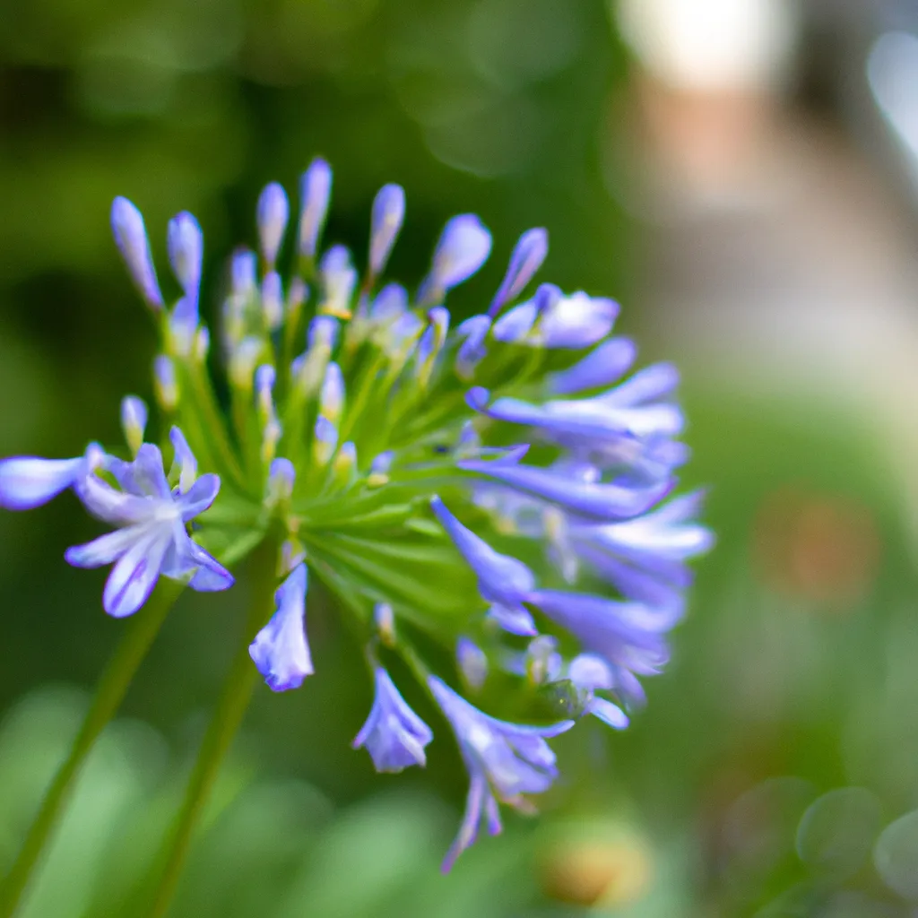 Imagens agapanthus africanus