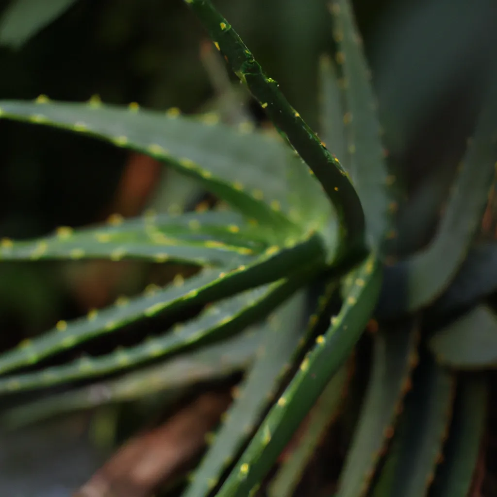 Imagens aloe arborescens