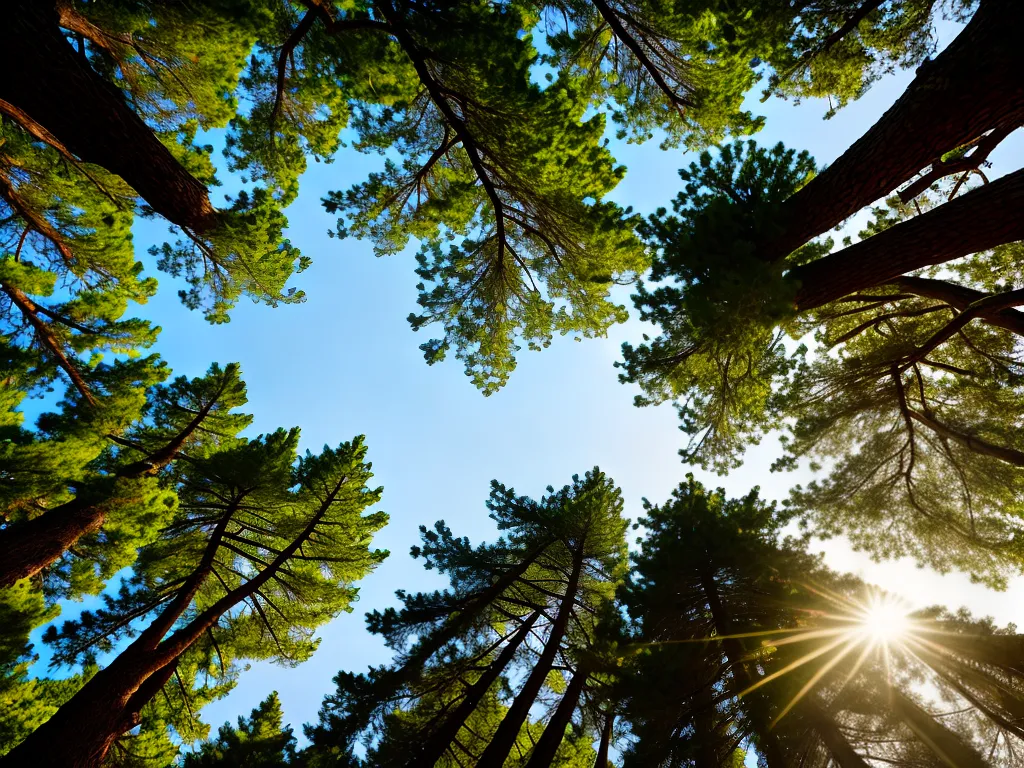 Natureza papel das gimnospermas na historia da vida na terra