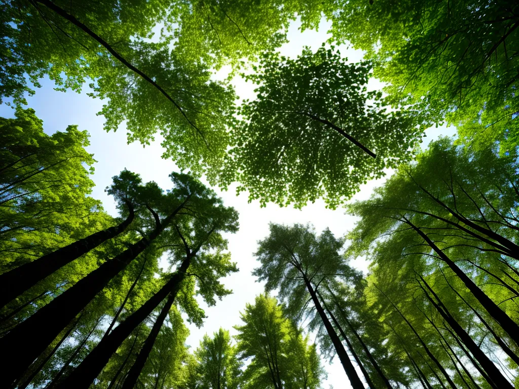 Natureza silvicultura mudancas climaticas florestas ajudar