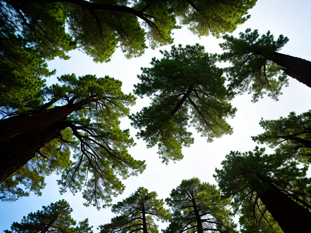 Planta papel das gimnospermas na historia da vida na terra